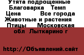 Утята подрощенные “Благоварка“,“Темп“ › Цена ­ 100 - Все города Животные и растения » Птицы   . Московская обл.,Лыткарино г.